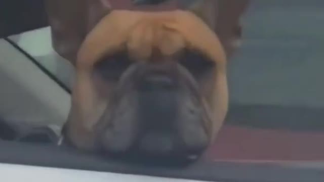 Cat and Dog's Funny Video