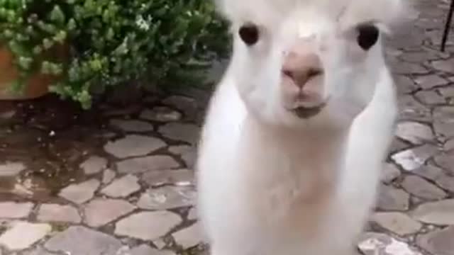 animals duck alpaca elephant edits funy