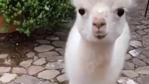 animals duck alpaca elephant edits funy