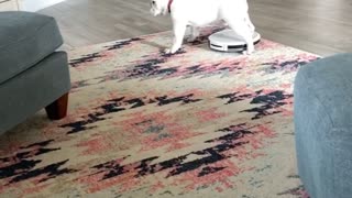 Bulldog Tries to Stop Robovac