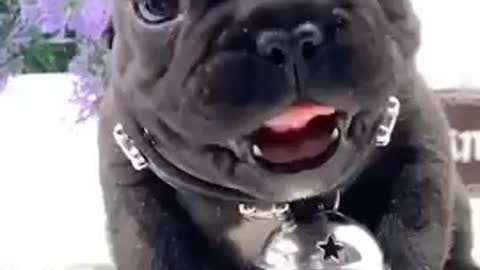 Amazing dog baby cute video