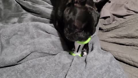 Cute dog goes crazy over wicked bone toy