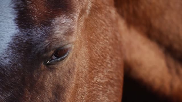 Watch this horse cry heartily, apparently losing his wife و😢😢😢💔💔