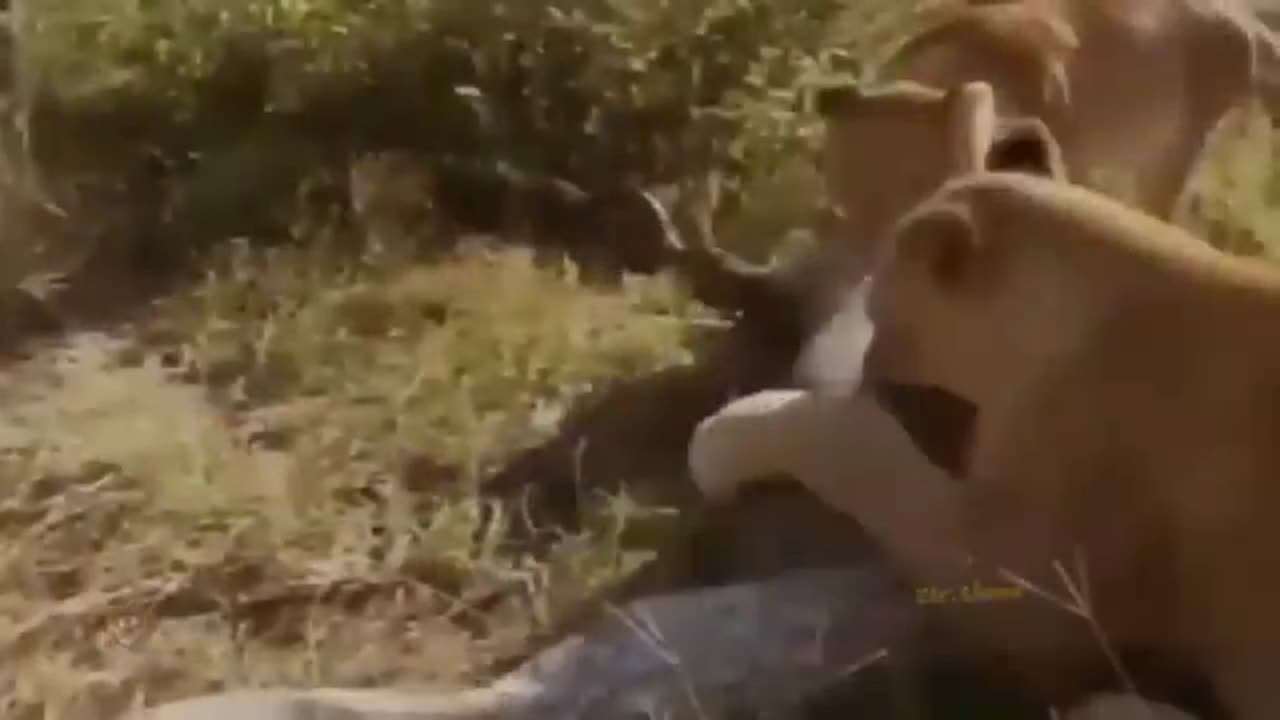 Big Battle Of Lion vs King Cobra _ Lion Attacks Wild Animal in African