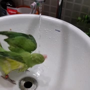 Chayote bath 💚