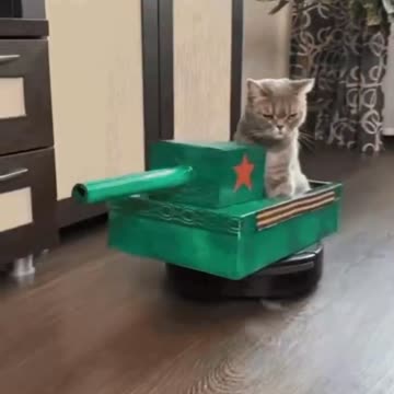 Cute Cat Tank Gif! 🥰💗🐈