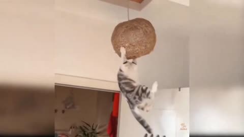 cat playing on a funny swing laughing until it falls