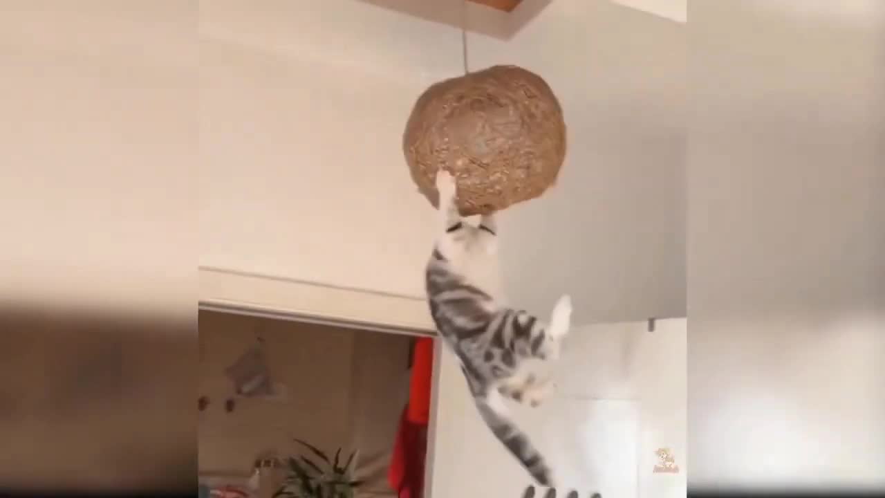 cat playing on a funny swing laughing until it falls