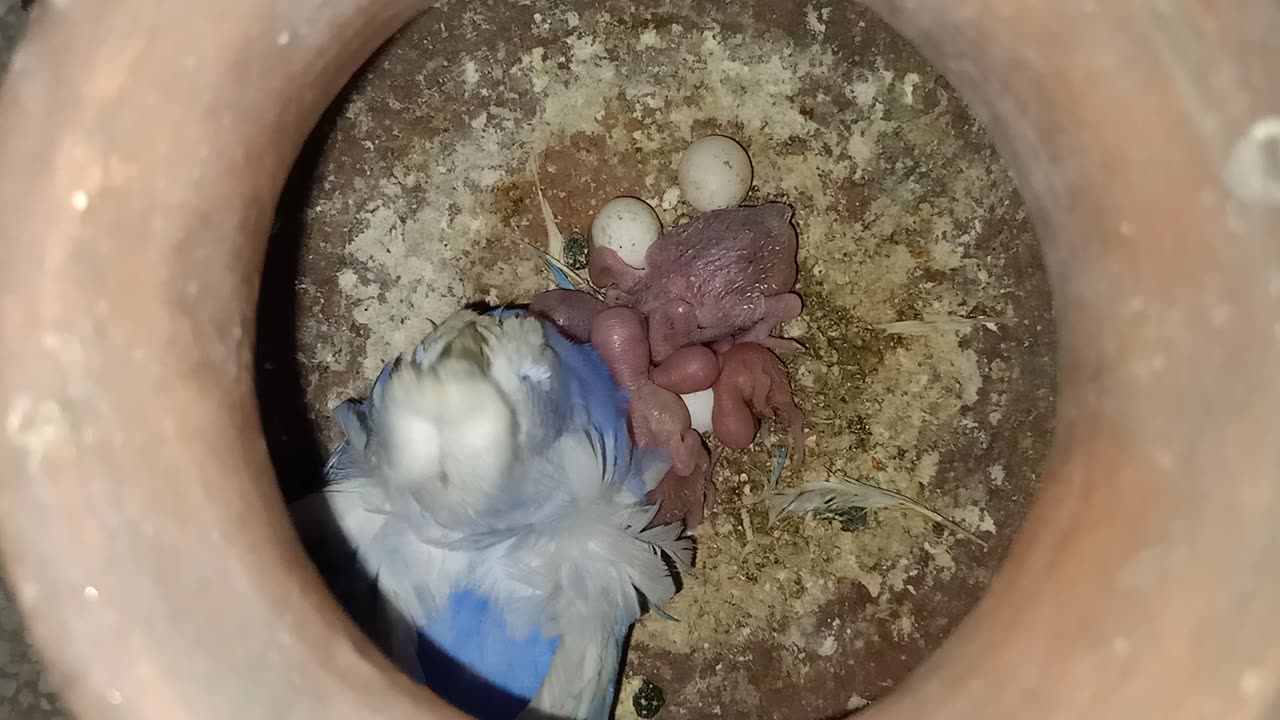 NEW BABIES BORN OF MY HAGOROMO BUDGIES