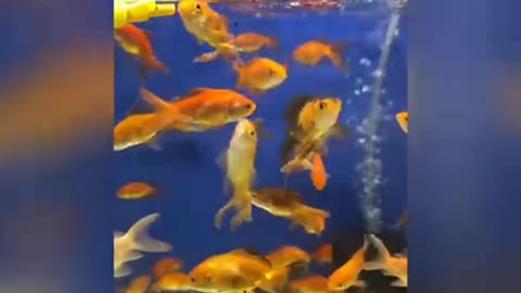 Fish Tank | Colourful Fish | Feeding To Fish | Fish Eating | Beautiful Fish |