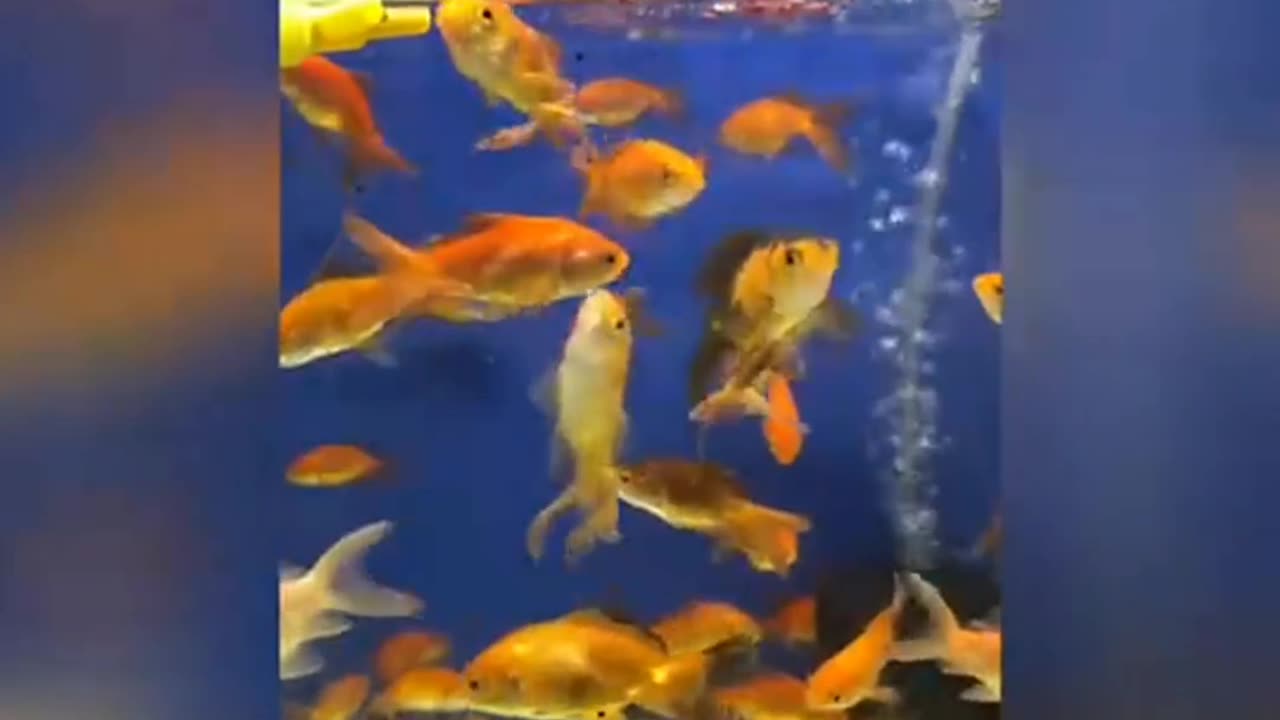 Fish Tank | Colourful Fish | Feeding To Fish | Fish Eating | Beautiful Fish |