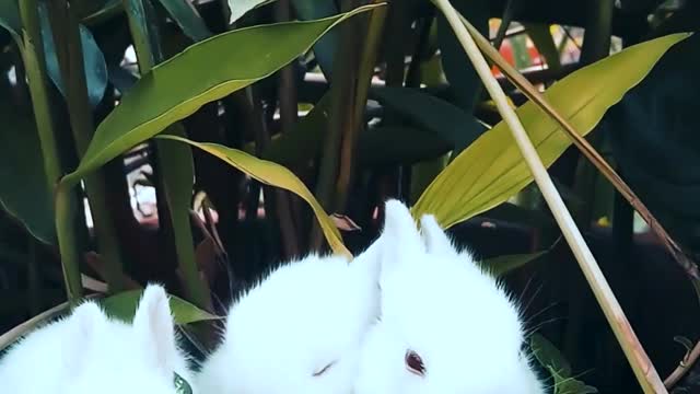 three adorable bunnies