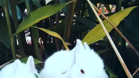 three adorable bunnies