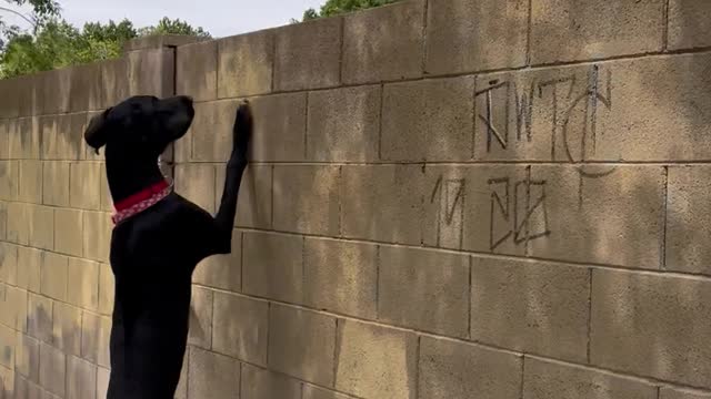 Great Dane Greeting Neighbor Dog Over Fence