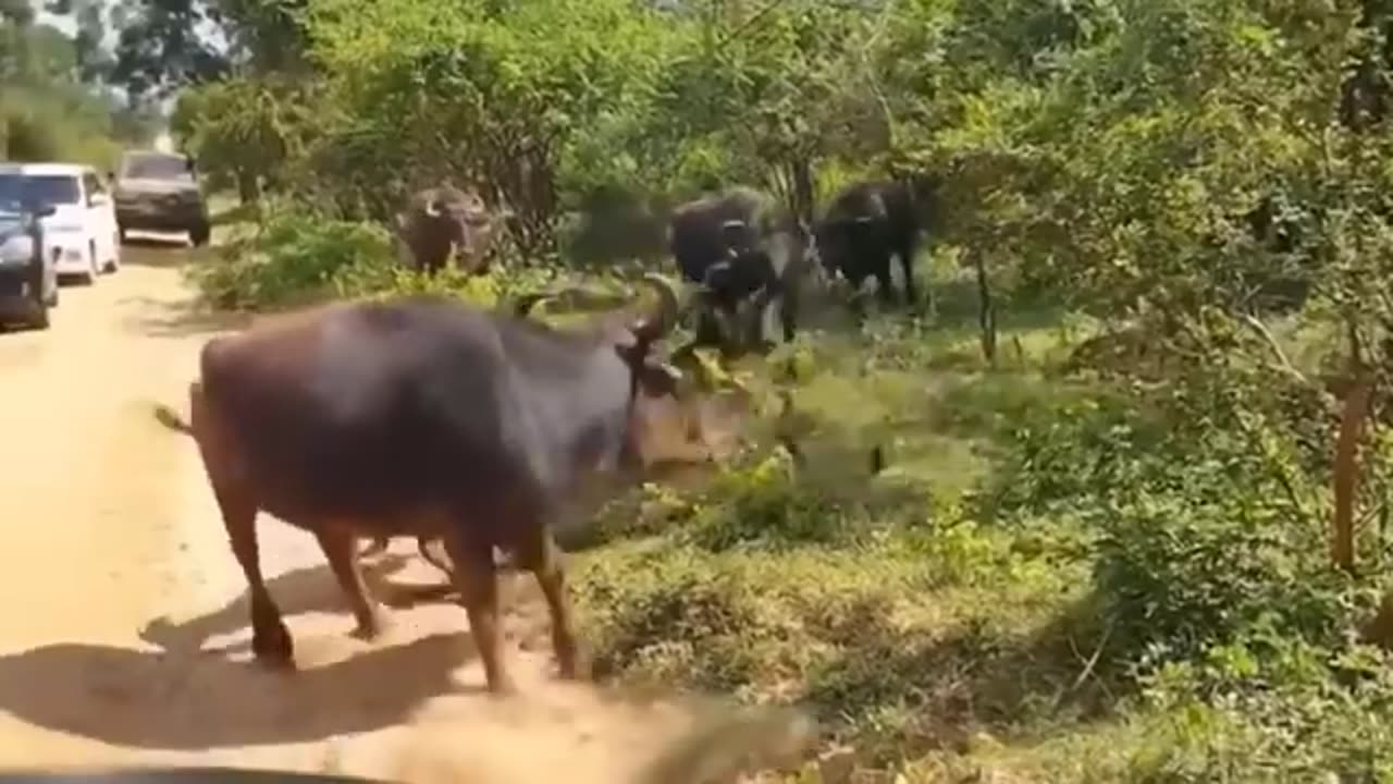 Amazing moments of wild Animals