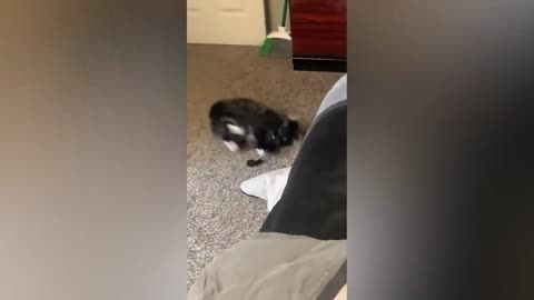 Funny animal