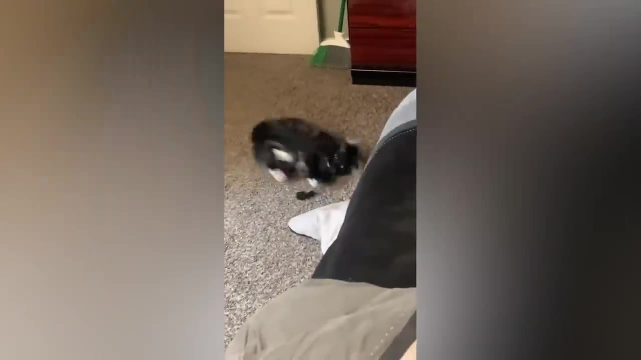 Funny animal