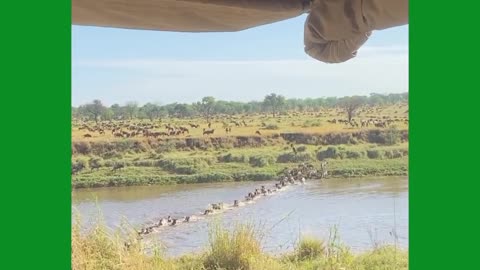 Wildebeest Migration In Serengeti Tanzania