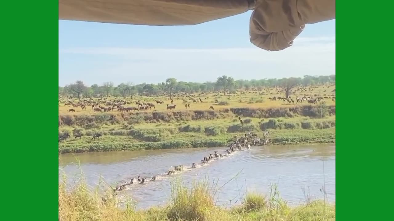 Wildebeest Migration In Serengeti Tanzania