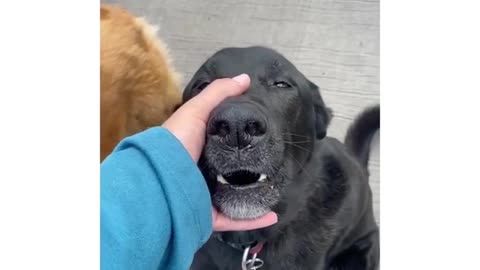 This dog is very unique