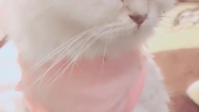 Wearing a cent of the clothes of the small cat, very cute and fluffy, do you like it