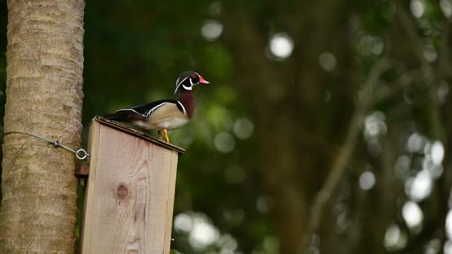 Wood Duck Drake