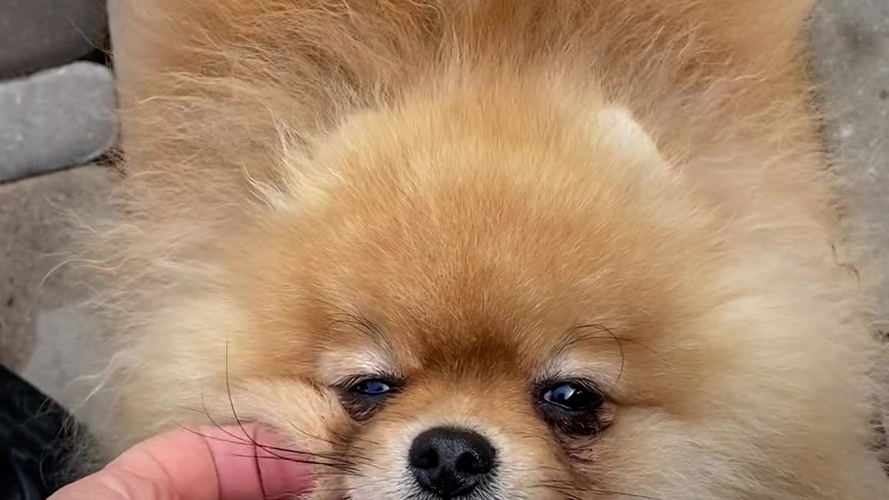 Cute Dog