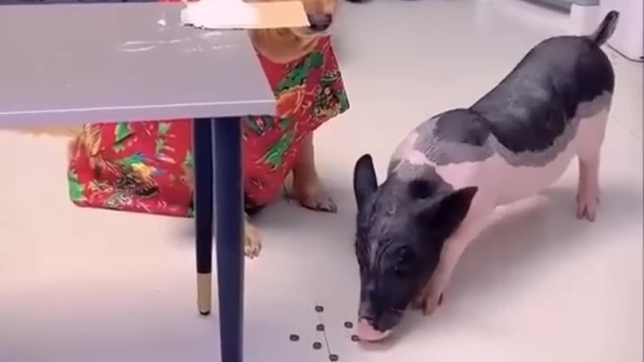 This is a very clever dog