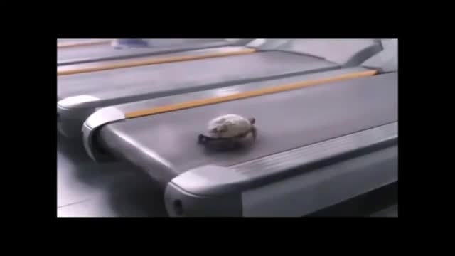 Turtle training