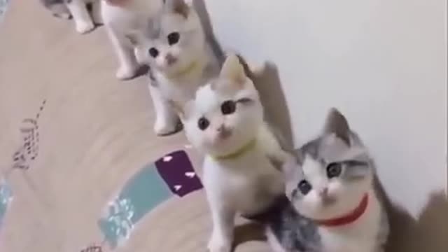 See all cute cats 🤔How they acts?😱