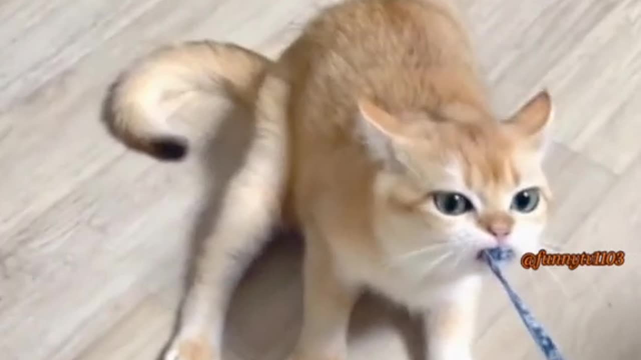 Funy cats video 🐈🐈🐈😂😂😂