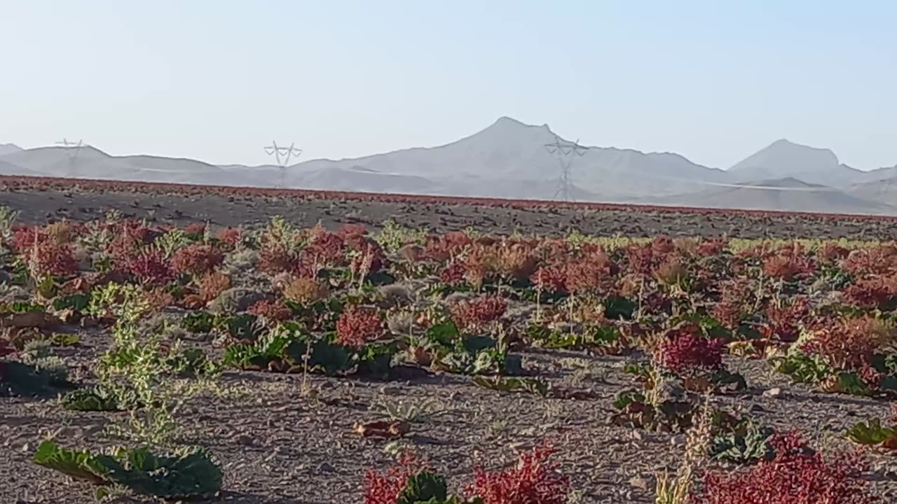 The beautiful nature of Rhubarb Plain in Shahrbabak