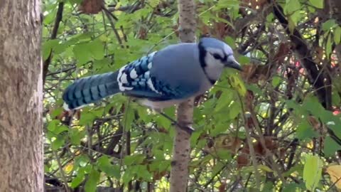 Blue Jay the bully 😊