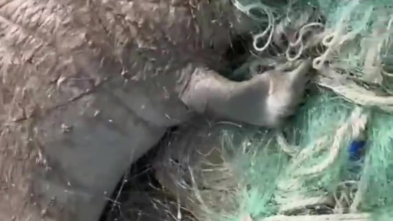 Seal Rescued From Fishing Net