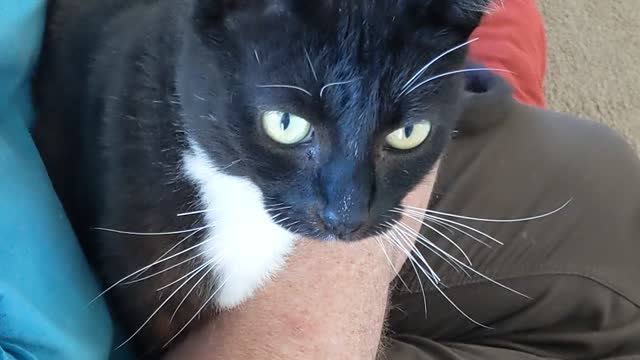 BLACK AND WHITE CAT