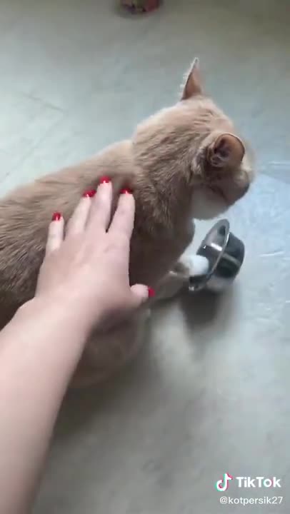 Human, My Bowl Is Empty, Cat Need Food