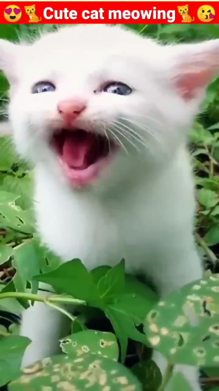 Cat meowing