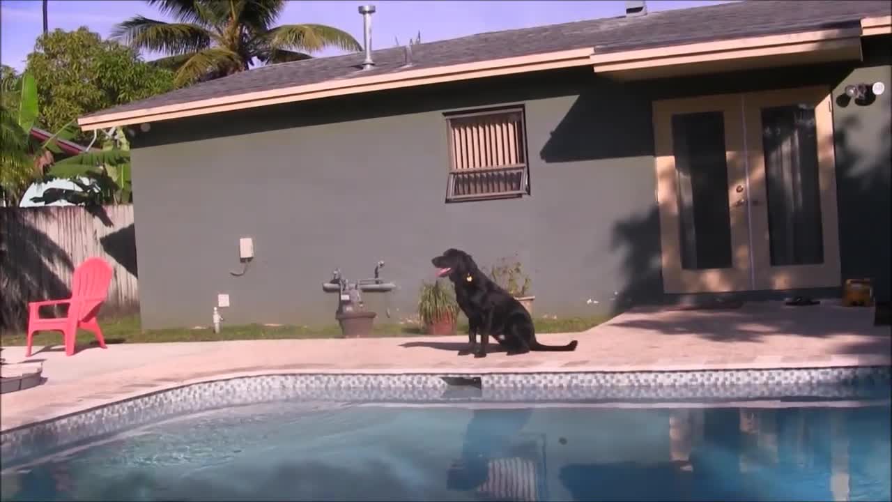 Dog training video