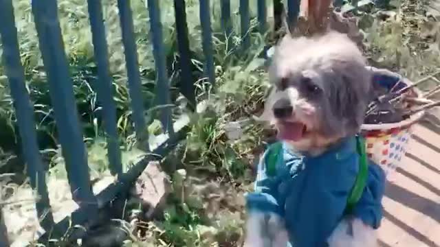 It walks like a person