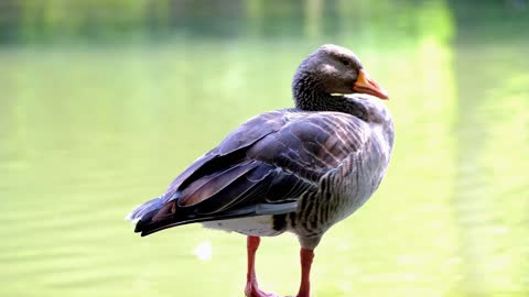 goose on the edge of the pond