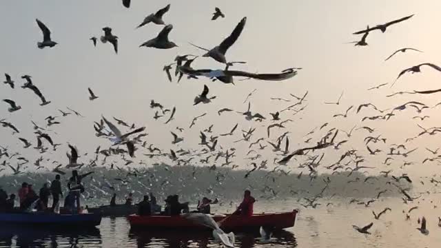 A flock of seagulls flying over the water