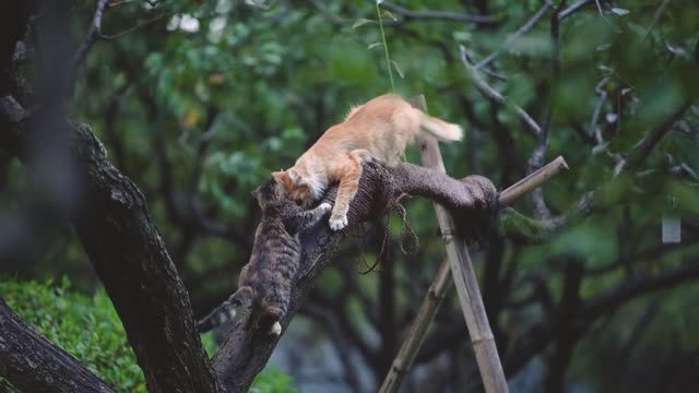 We play in the tree