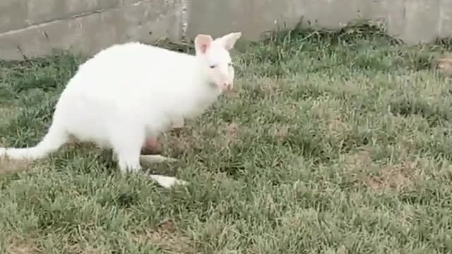 White kangaroo