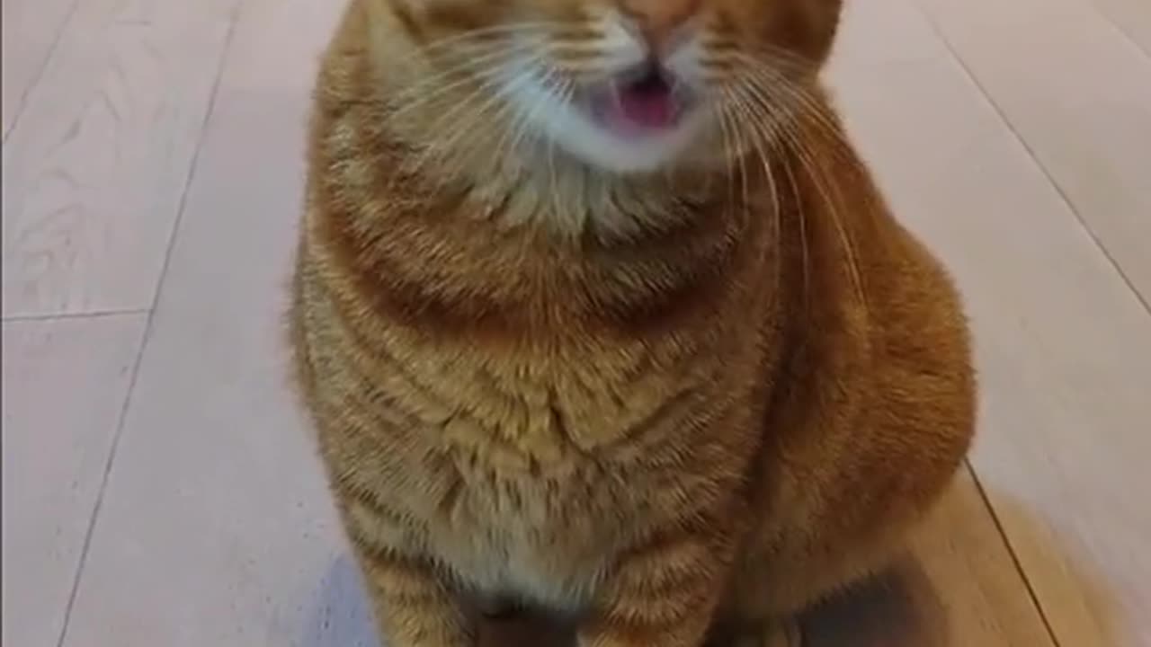 Singing cat | part # 6 / 🥹❤️ Must watch # Rumble