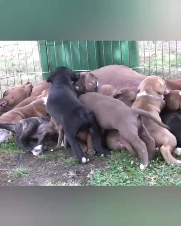 Dog mom nursing her cute puppies will melt your heart