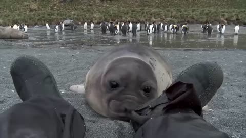 Curious Baby Seal Approaches Cameraman funny video