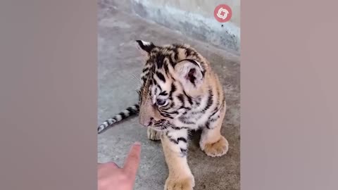 Animals Grow Up - Baby Cute Animals Transformation
