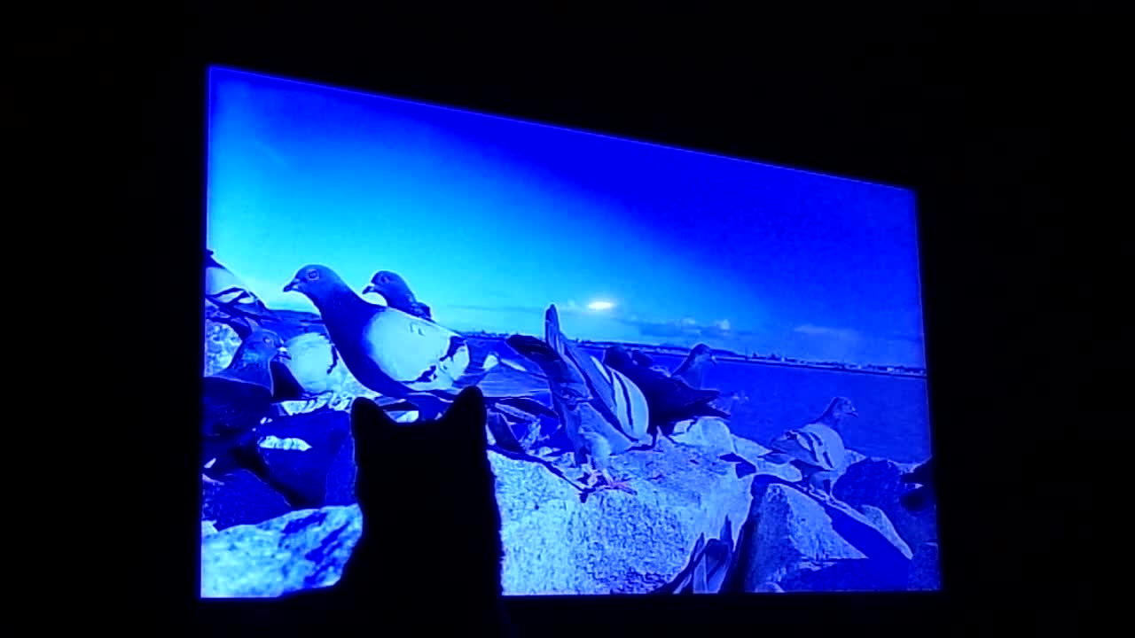 Your Cat Will Watch This