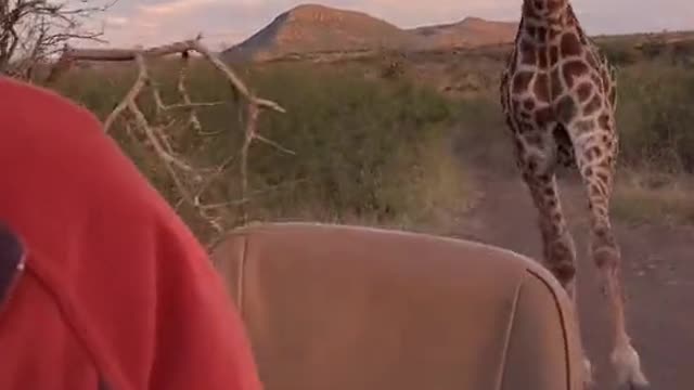 Chased by a giraffe