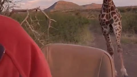 Chased by a giraffe